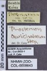 Etiketten zu Prosternon aurichalceum (NHMW-ZOO-COL-0008643)